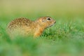 European Ground Squirrel, Spermophilus citellus, sitting in the green grass during summer, detail animal portrait, Czech Republic.