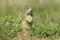 European Ground Squirrel (Spermophilus citellus) Royalty Free Stock Photo