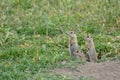 European ground squirrel (Spermophilus citellus) Royalty Free Stock Photo