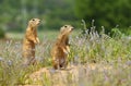 The European ground squirrel Spermophilus citellus