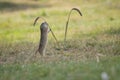 European ground squirrel Spermophilus citellus found somewheat Royalty Free Stock Photo