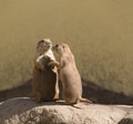 The European ground squirrel, spermophilus, souslik Royalty Free Stock Photo