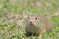 European Ground Squirrel in Springtime Royalty Free Stock Photo