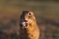 European ground squirrel standing in the field. Spermophilus citellus wildlife scene from nature. European souslik eating bread on Royalty Free Stock Photo