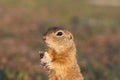 European ground squirrel standing in the field. Spermophilus citellus wildlife scene from nature. European souslik eating bread on Royalty Free Stock Photo