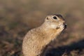 European ground squirrel standing in the field. Spermophilus citellus wildlife scene from nature. European souslik eating on Royalty Free Stock Photo