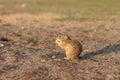 European ground squirrel standing in the field. Spermophilus citellus wildlife scene from nature. European souslik eating on Royalty Free Stock Photo