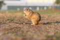 European ground squirrel standing in the field. Spermophilus citellus wildlife scene from nature. European souslik eating on Royalty Free Stock Photo