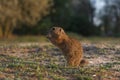 European ground squirrel standing in the field. Spermophilus citellus wildlife scene from nature. European souslik eating on Royalty Free Stock Photo
