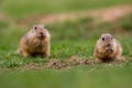 European ground squirrel standing in the grass. Spermophilus citellus Wildlife scene from nature.