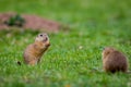 European ground squirrel standing in the grass. Spermophilus citellus Wildlife scene