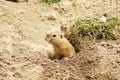 European Ground Squirrel - SYSEL OBECNÃÂ - Spermophilus citellus Royalty Free Stock Photo