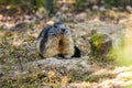 European groundhog named Alps marmot over natural background