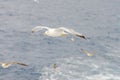 European gull in flight above sea Royalty Free Stock Photo