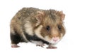 European Hamster against white background