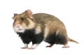 European Hamster against white background