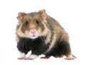 European Hamster against white background