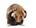 European hamster, Cricetus cricetus, grooming