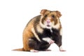 European hamster, Cricetus cricetus