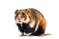 European hamster, Cricetus cricetus, isolated on white