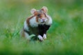European hamster, Cricetus cricetus, in meadow grass, Vienna, Austria. Brown and white Black-bellied hamster, front view portrait