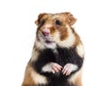 European hamster, Cricetus cricetus, on white background