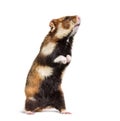 European hamster on hind legs, Cricetus cricetus