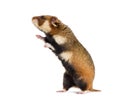 European hamster on hind legs, Cricetus cricetus
