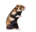 European hamster on hind legs, Cricetus cricetus