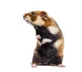 European hamster on hind legs, Cricetus cricetus