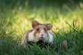 A European hamster in a meadow looking for food