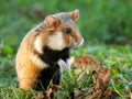 A European hamster in a meadow looking for food