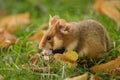 A European hamster in a meadow looking for food