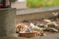 A European hamster sitting on a grave