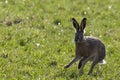 European hare