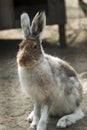European hare Royalty Free Stock Photo