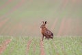 European Hare also known as Brown Hare sat in farm field Royalty Free Stock Photo