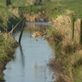 European Hare, Europese haas, Lepus europaeus Royalty Free Stock Photo