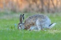 European hare feeding on spring grass