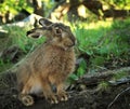 European Hare at Glaciars National Park Royalty Free Stock Photo