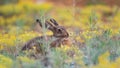 A European hare hides in the grass. Lepus europaeus Royalty Free Stock Photo