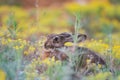 A European hare hides in the grass. Lepus europaeus. Close up Royalty Free Stock Photo