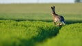 European hare jumps high in the air over green grass