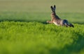 European hare jumping through green field at evening