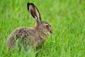 European hare (Lepus europaeus) Royalty Free Stock Photo