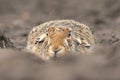 European hare Lepus europaeus brown cute darling field meadow animal in nature, draw near village, runs fast, cubs Royalty Free Stock Photo