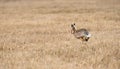 European hare Lepus europaeus jumping in the stubble-field, wildlife Royalty Free Stock Photo
