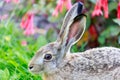 European Hare Lepus Europaeus Close-up.