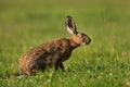 european hare, lepus europaeus, Czech republic Royalty Free Stock Photo