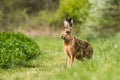European hare (Lepus europaeus) Royalty Free Stock Photo